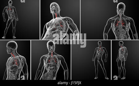 3d rendering lungs with visible bronchi Stock Photo
