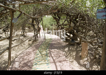 Tree in nidhivan, vrindavan, uttar pradesh, india, asia Stock Photo