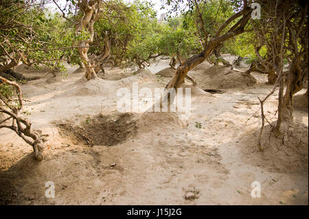 Tree in nidhivan, vrindavan, uttar pradesh, india, asia Stock Photo