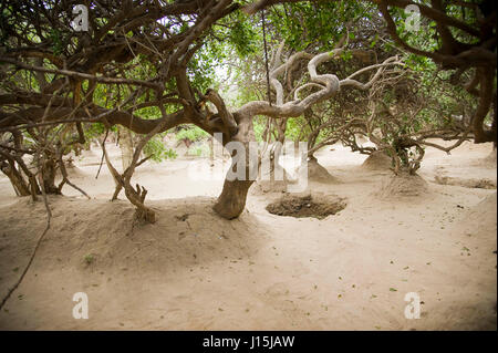 Nidhivan, vrindavan, uttar pradesh, india, asia Stock Photo