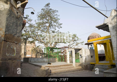 Kadamba tree, vrindavan uttar pradesh, india, asia Stock Photo