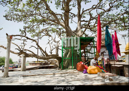 Kadamba tree in vrindavan, uttar pradesh, india, asia Stock Photo