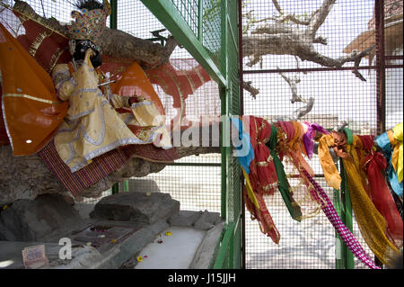 Kadamba tree in vrindavan, uttar pradesh, india, asia Stock Photo