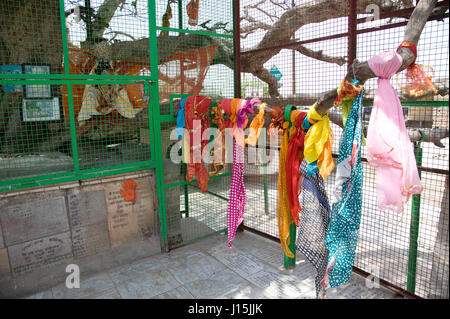 Kadamba tree in vrindavan, uttar pradesh, india, asia Stock Photo