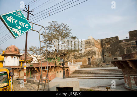 Kadamba tree in vrindavan, uttar pradesh, india, asia Stock Photo