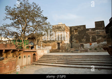 Kadamba tree in vrindavan, uttar pradesh, india, asia Stock Photo