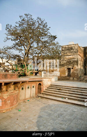 Kadamba tree in vrindavan, uttar pradesh, india, asia Stock Photo