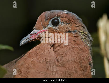 Socorro Dove (zenaida graysoni) Stock Photo