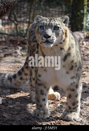 Portrait of male snow leopard (or ounce, Panthera uncia) in zoo, looking at camera, low angle view Stock Photo