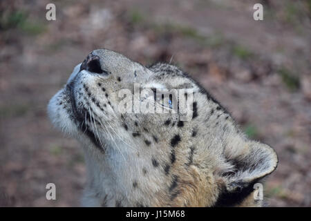 Close up side profile portrait of male snow leopard (or ounce, Panthera uncia) looking up away from camera, low angle view Stock Photo