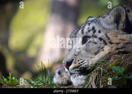 Close up side profile portrait of young female snow leopard (or ounce, Panthera uncia) resting on the ground and looking away aside from camera, low a Stock Photo