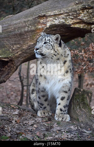 Close up front view portrait of young female snow leopard (or ounce, Panthera uncia) looking away from camera, low angle view Stock Photo