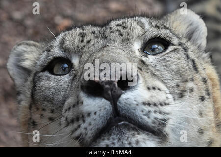 Extreme close up portrait of male snow leopard (or ounce, Panthera uncia) looking above camera, low angle view Stock Photo