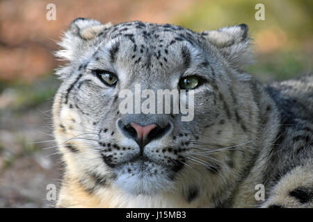 Close up portrait of young female snow leopard (or ounce, Panthera uncia) looking at camera, low angle view Stock Photo