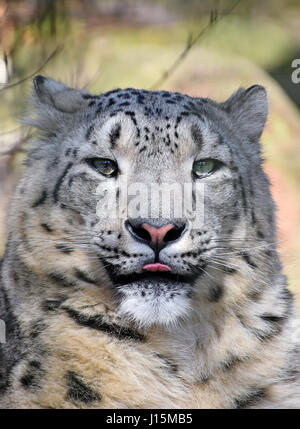 Close up portrait of snow leopard (or ounce, Panthera uncia) young female looking at camera, showing tongue, low angle view Stock Photo