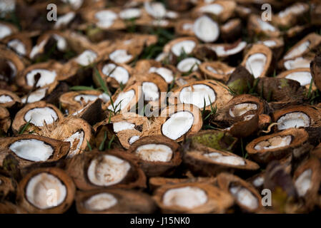 Coconuts drying in the sun on an traditional farm in Kerala, India Stock Photo