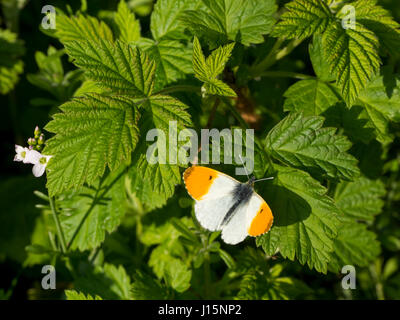 Male orange tip butterfly, with open wings, settled on raspberry leaf. Its food plant, the Cuckoo Flower also known as Lady's Smock, nearby. Stock Photo