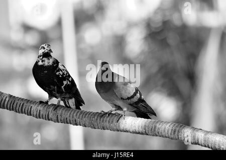 Two pigeons seated on a tree branch - black and white Stock Photo