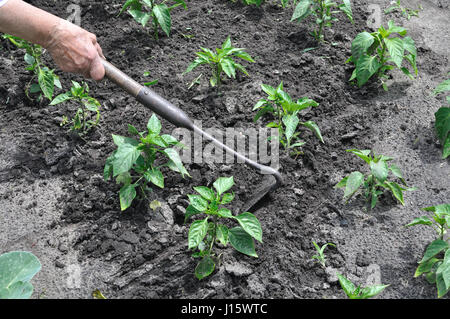 gardener pull up weeds with a hoe in the pepper plantation Stock Photo