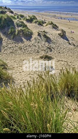 The pinewoods at Formby in Merseyside on a sunny summers evening Stock ...