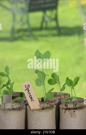 Young lathyrus odoratus 'Spencer' variety sweet peas sown in recycled toilet roll inners, growing on a warm windowsill indoors, ready for planting out Stock Photo