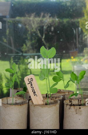 Young lathyrus odoratus 'Spencer' variety sweet peas sown in recycled toilet roll inners, growing on a warm windowsill, ready for planting in garden Stock Photo