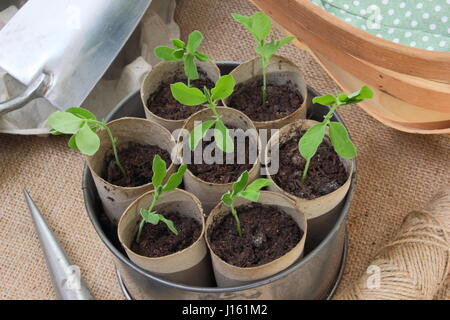 Young lathyrus 'Spencer' sweet peas sown in recycled toilet roll inners, grown on warm windowsill in vintage cake tin container ready for planting out Stock Photo