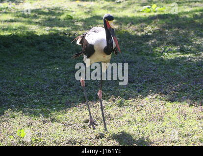 Female West African Saddle billed stork (Ephippiorhynchus senegalensis) walking towards the camera Stock Photo