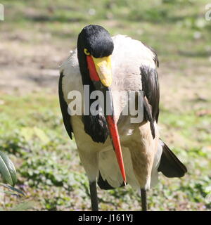 Female West African Saddle billed stork (Ephippiorhynchus senegalensis) Stock Photo