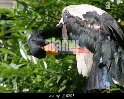 Female West African Saddle billed stork (Ephippiorhynchus senegalensis) preening her feathers Stock Photo