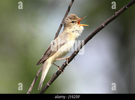 European Reed Warbler (Acrocephalus scirpaceus) in exuberant song Stock Photo