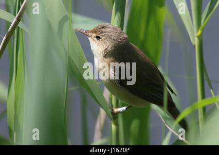 European Reed Warbler (Acrocephalus scirpaceus) Stock Photo