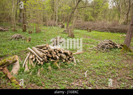 Coppiced hazel trees in an english woodland in spring. Oxfordshire, UK Stock Photo