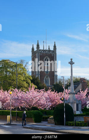 Cherry trees in bloom in front of St Peters Church, St Albans, Hertfordshire, United Kingdom