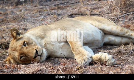 Lioness resting in South African Sun Stock Photo