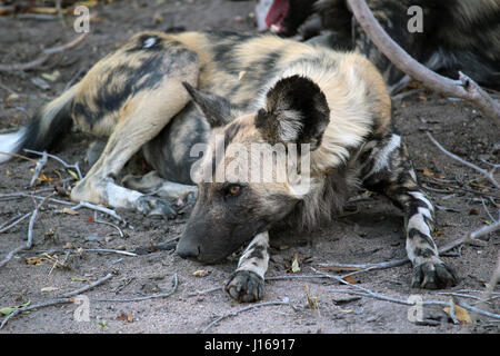 African Wild Dogs resting on paws Stock Photo