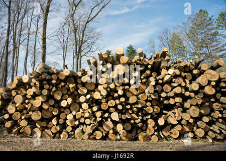 Woodpile of freshly harvested beech logs on a forest road under sunny skies in the Vienna Woods in Austria. Trunks of trees cut and stacked. Stock Photo