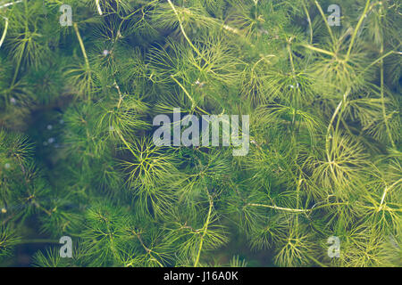 Raues Hornblatt, Rauhes Hornblatt, Ceratophyllum demersum, hornwort, rigid hornwort, coontail, coon's tail, Le cornifle immergé, cornifle nageant, cér Stock Photo