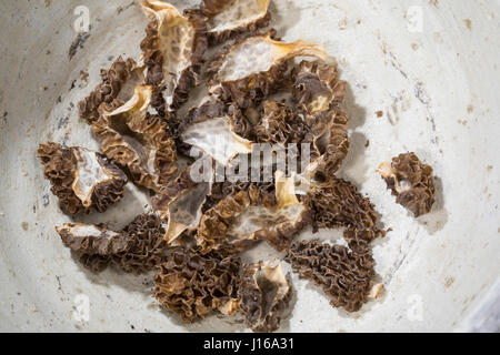 Speisemorchel, Speise-Morchel, Rundmorchel, Rund-Morchel, Morchel, Speisemorcheln, Morcheln, Pilzernte, getrocknet, getrocknete Pilze, Trockenpilz, Tr Stock Photo