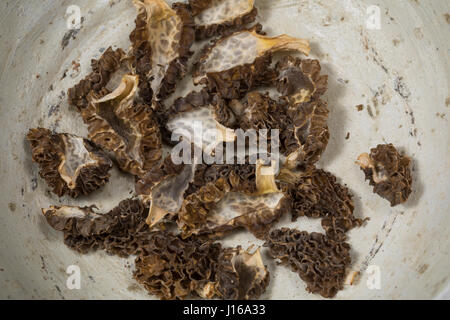 Speisemorchel, Speise-Morchel, Rundmorchel, Rund-Morchel, Morchel, Speisemorcheln, Morcheln, Pilzernte, getrocknet, getrocknete Pilze, Trockenpilz, Tr Stock Photo