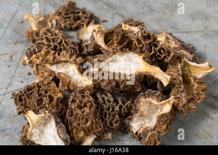 Speisemorchel, Speise-Morchel, Rundmorchel, Rund-Morchel, Morchel, Speisemorcheln, Morcheln, Pilzernte, getrocknet, getrocknete Pilze, Trockenpilz, Tr Stock Photo