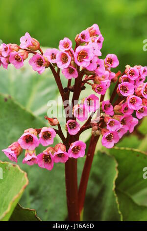 Beautiful spring flowers Bergenia crassifolia blooming in garden Stock Photo