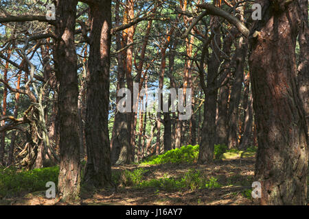 Wanderweg im Pfälzer Wald Stock Photo