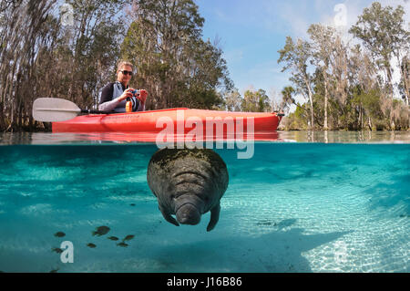 CRYSTAL RIVER, FLORIDA: Captain Stacy Dunn, Crystal River, Florida. Manatee Rescue volunteer.  Owner “Manatees in Paradise” tours. WILD half-ton manatees are so in love with their human pals that they cannot resist touching, kissing and posing for selfies with them. A particular “manatee magnet” is Theo Grant who attracts the curious marine mammals – nicknamed sea cows – by pretending to be manatees. This means floating in the water and moving slowly just like one of the gentle giants. Theo is so successful at this that several of the lady manatees are in love with him, according to his wife,  Stock Photo