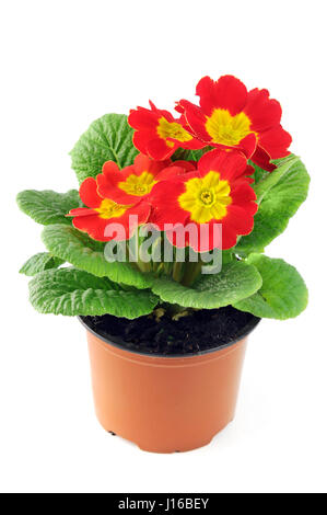 pink red primula on isolated white background. Stock Photo