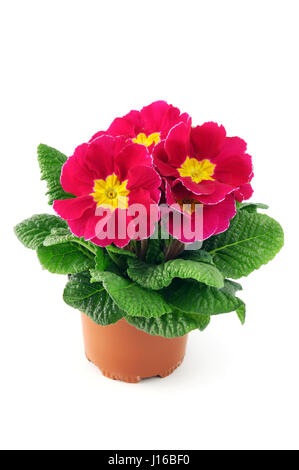 pink red primula on isolated white background. Stock Photo