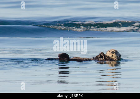 COMMANDER ISLANDS, RUSSIA: THIS CUTE pair of otters taken by a British RSPB officer look like they are playing sea rescue as mother takes the role of a lifeguard helping its cub to safety. While mother otter may look like she is saving her young, in fact the pair are so well bonded that the cub will lie cuddling on the belly of her mother as they float together on water even when it is nearly the same size as her. Other pictures by Tim Mellings (54) from Shepley, West Yorkshire show mother and cub otter floating solo. Stock Photo