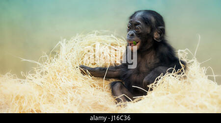 STUTTGART ZOO, GERMANY: A baby bonobo plays on a pile of straw. HEART-MELTING shots of baby primates could be the cutest you’ll see this year. From a rare and adorable bald bonobo nursing on his mum to a furry bonobo baby just happy to play in a pile of straw these pint-sized apes will one day be powerful creatures – but for the moment they are little bundles of joy. Other pictures include an orang-utan baby just happy to be alive, cute bonobos and a young chimp stretching as if in a yoga pose. Newborn-obsessed photographer and animal handler Sonja Probst (46) from Bavaria took a 3,600 mile wh Stock Photo