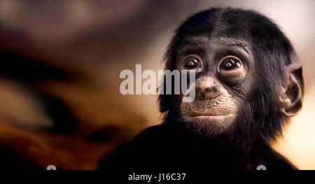 STUTTGART ZOO, GERMANY: A baby bonobo looking cute. HEART-MELTING shots of baby primates could be the cutest you’ll see this year. From a rare and adorable bald bonobo nursing on his mum to a furry bonobo baby just happy to play in a pile of straw these pint-sized apes will one day be powerful creatures – but for the moment they are little bundles of joy. Other pictures include an orang-utan baby just happy to be alive, a cute gorilla and a young chimp stretching as if in a yoga pose. Newborn-obsessed photographer and animal handler Sonja Probst (46) from Bavaria took a 3,600 mile whirlwind to Stock Photo