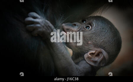 FRANKFURT ZOO, GERMANY: A bald bonobo nurses on its mother. HEART-MELTING shots of baby primates could be the cutest you’ll see this year. From a rare and adorable bald bonobo nursing on his mum to a furry gorilla baby just happy to play in a pile of straw these pint-sized apes will one day be powerful creatures – but for the moment they are little bundles of joy. Other pictures include an orang-utan baby just happy to be alive, cute bonobos and a young chimp stretching as if in a yoga pose. Newborn-obsessed photographer and animal handler Sonja Probst (46) from Bavaria took a 3,600 mile whirl Stock Photo